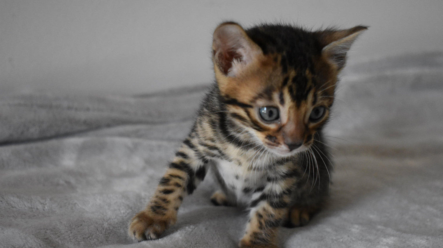 Download Piccolo Leopardo Piccolo Gatto Bengala Pictures