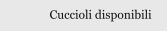 Cuccioli disponibili